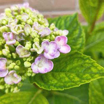 アジサイ ポップコーンの投稿画像一覧 Greensnap グリーンスナップ