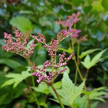 京 鹿の子の投稿画像一覧 Greensnap グリーンスナップ