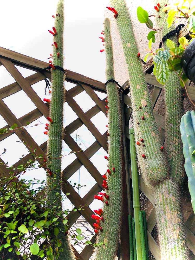 アプローチの画像 by ニコちゃんさん | アプローチと柱サボテンと巨大サボテンとおうち園芸と柱サボテンの花と埼玉とサボテンの花と 柱サボテン 