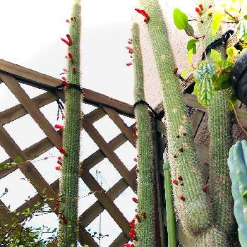 巨大サボテンの画像 by ニコちゃんさん | アプローチと柱サボテンと巨大サボテンとおうち園芸と柱サボテンの花と埼玉とサボテンの花と 柱サボテン 