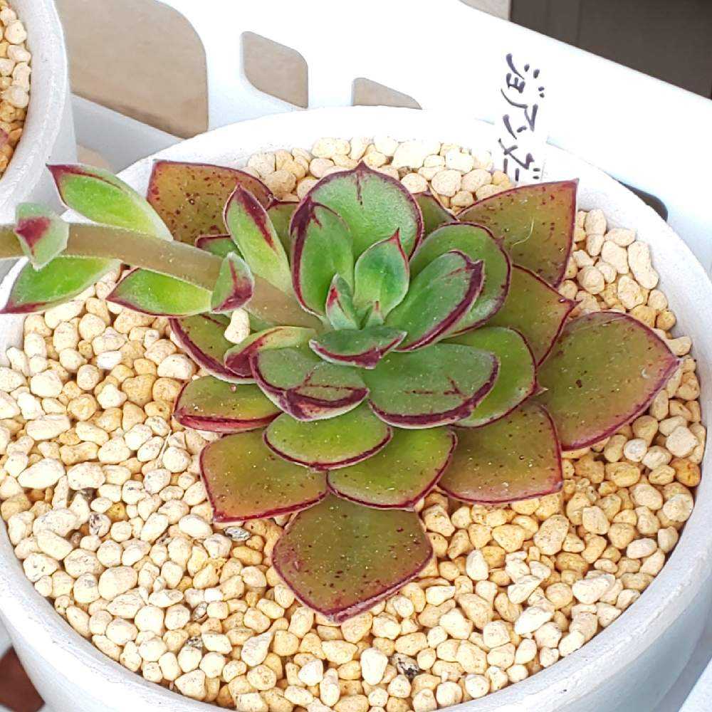 ❀335 ジョアンダニエルの生長記録 2022.05.20更新｜🍀GreenSnap