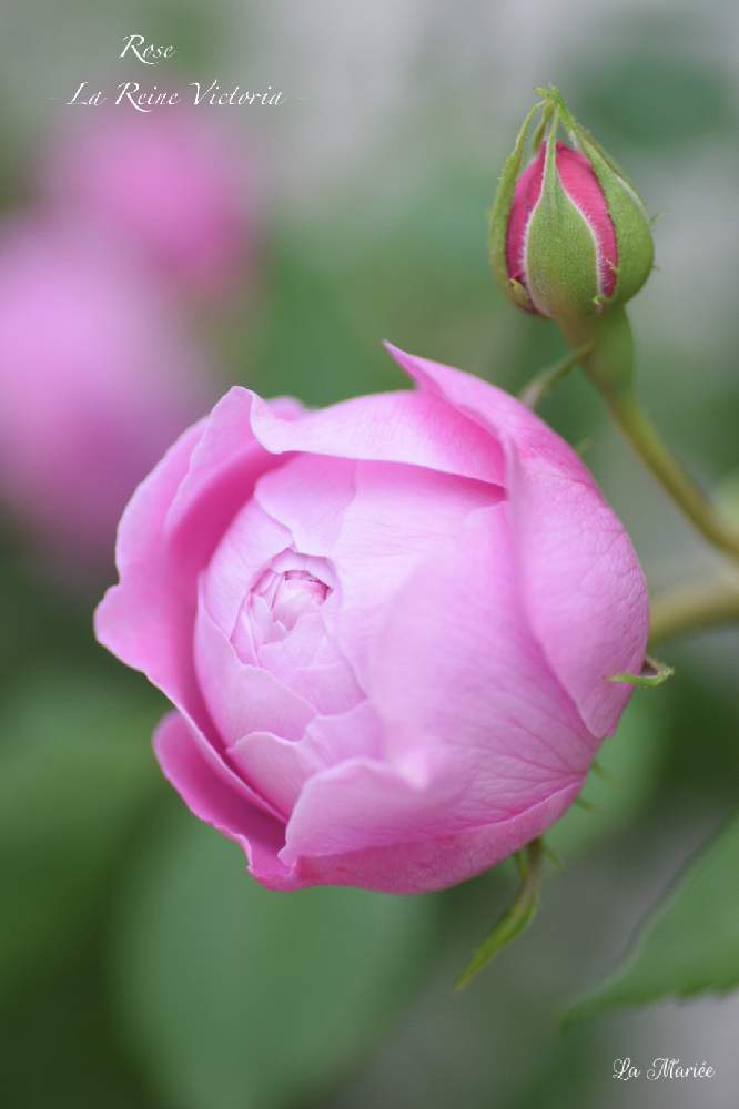 バラの投稿画像 By La Marieeさん 薔薇 ラレーヌ ビクトリアと自慢のバラ 21とお花を楽しむとばら バラ 薔薇 とピンクの花とピンク ピンクとナチュラルガーデンとおうち園芸とピンクと暮らしに花をとガーデニングとラレーヌ ビクトリアとお花のある生活とばら 薔薇