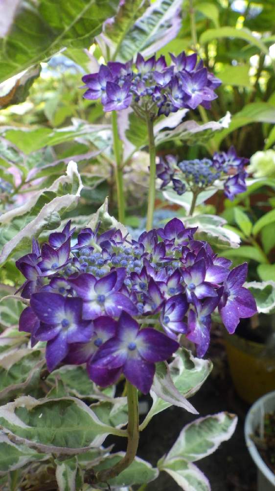 山紫陽花 御殿場錦の投稿画像 By 鬼ヤドカリさん ばら バラ 薔薇と魔女の庭と紫陽花 アジサイ あじさいと紫陽花 真理教と ハイドランジアン と雑木林に住んでると紫陽花ハーレム 21月5月25日 Greensnap グリーンスナップ