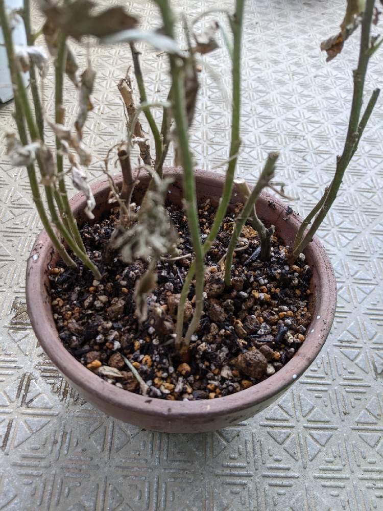 菊の根腐れと植え替え Greensnap グリーンスナップ 菊の根腐れと植え替え Greensnap グリーンスナップ