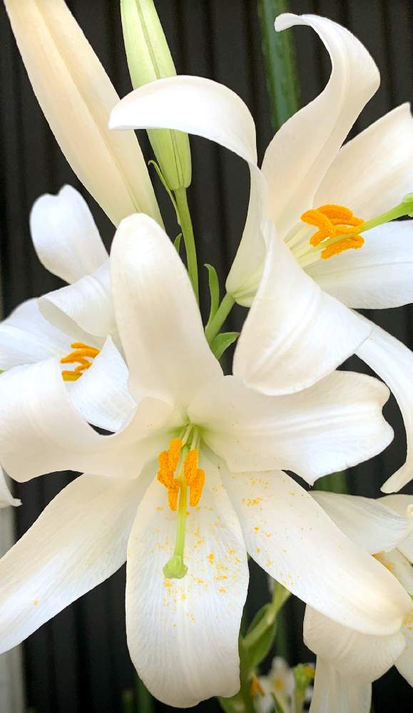 お散歩の投稿画像 By Emiさん 花のある暮らしと真っ白いお花 とマドンナ リリーと花菜ガーデン 21月5月25日 Greensnap グリーンスナップ