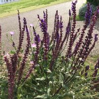 サルビア,ラベンダーセージ,サルビア インディゴ スパイヤーズ,ハーブ,公園の画像