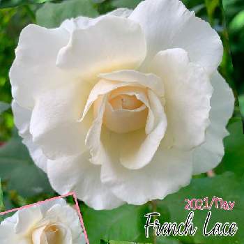 K.Fバラの画像 by kane flowerさん | バラとフレンチレースと埼玉県と中ぐらいの庭とK.FバラとK.F家庭菜園