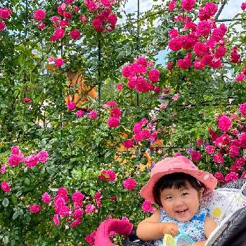 佐倉草ぶえの丘バラ園の投稿画像一覧 Greensnap グリーンスナップ