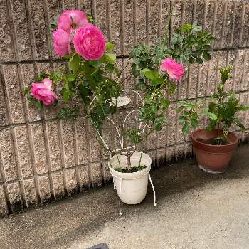 ジャスミーナの投稿画像一覧 Greensnap グリーンスナップ