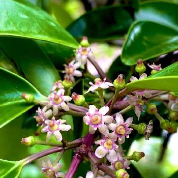 クロガネモチの花の投稿画像一覧 Greensnap グリーンスナップ