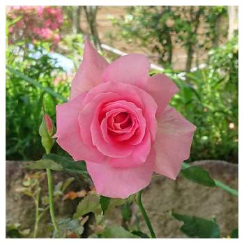 ティファニーの画像 by モカロンさん | 車庫とティファニーとばら バラ 薔薇と花が咲いたとピンクの花とバラが咲いたよと癒しとマイコレクションとマイガーデンとおうち園芸とバラ 鉢植えと緑のある暮らしと薔薇が好き❤と鉢植えと花のある暮らしとバラ・ミニバラ