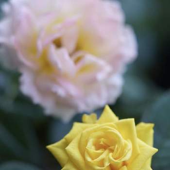 ミニバラ　チュチュオプティマの画像 by satsuki6さん | バルコニー/ベランダとミニバラ　チュチュオプティマとミニバラ・ヘナとマクロレンズとさいた✨と薔薇愛同盟と2021 GSでバラ園とミラーレス一眼