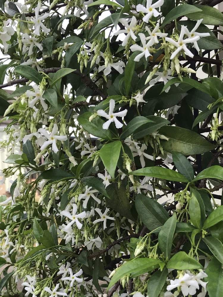 スタージャスミン トウテイカカズラ の投稿画像 By Doramiさん 小さな庭と鉢植えと白い花と花のある暮らしと鉢植えと白い花と花のある暮らし 21月5月25日 Greensnap グリーンスナップ Greensnap グリーンスナップ