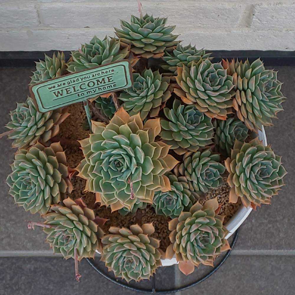 ︎✿026マーガレットレッピンの生長記録(6年目)2022.07.18更新