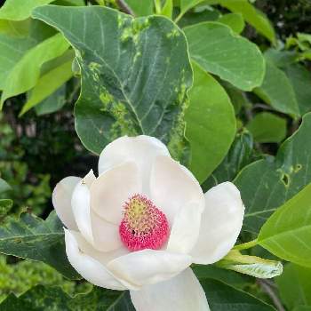 大山蓮華の投稿画像一覧 Greensnap グリーンスナップ