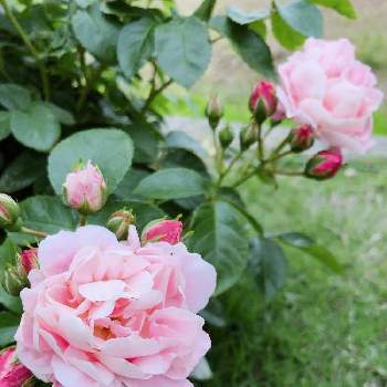 ベルばら ロザリーラ モリエールの画像 by まなあゆさん | 小さな庭と薔薇♪と花のある暮らしとベルばら ロザリーラ モリエールとロザリー・ラ・モリエール
