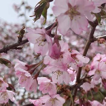 那須岳の花の投稿画像一覧 Greensnap グリーンスナップ