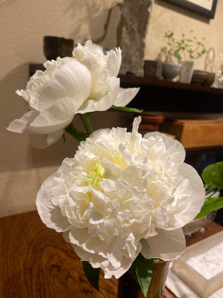 芍薬の投稿画像 By とも Tomo Tomo K さん みどりのある暮らしと和食と食卓に花 と今日の一枚と5月と日本料理店と1日おつかれさまでしたとバイト先とこんばんはと芍薬の花 21月5月25日 Greensnap グリーンスナップ