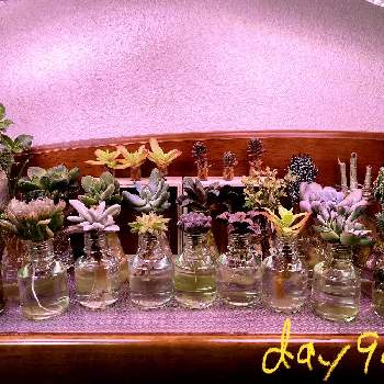 アデニウム ソマレンセの投稿画像一覧 Greensnap グリーンスナップ