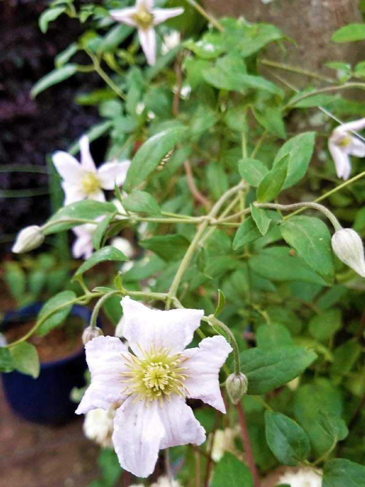 クレマチス♪ クレマチス：ダッチ・スカイ4号ポット（ビチセラ系） の通販