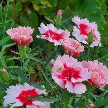 赤とピンクの画像 by ゆりさん | 畑となでしこと赤とピンクとなでしこの花とピンク❤︎ピンクと薄いピンクとうすピンク色となでしこ  撫子  ナデシコ