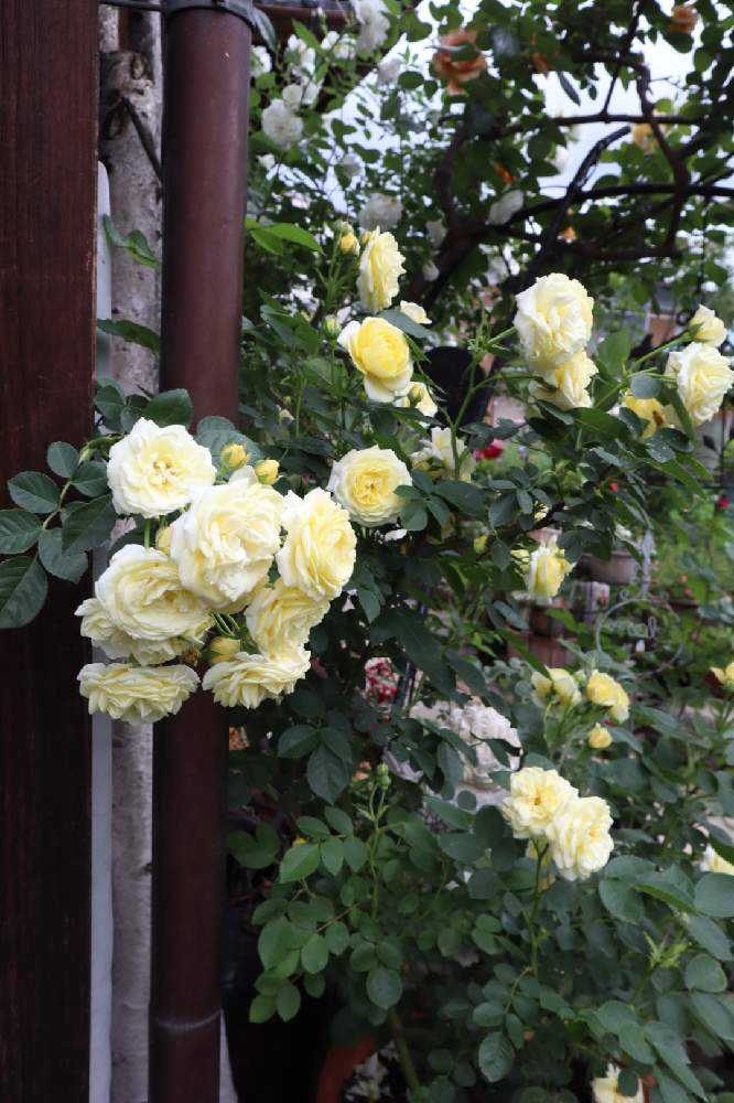 今年も薔薇に誘われて🌹個人のお庭拝見①｜🍀GreenSnap（グリーン