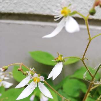 夏の山野草の投稿画像一覧 Greensnap グリーンスナップ