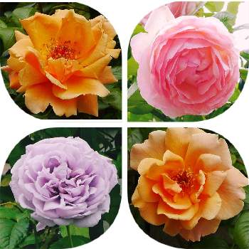 ♡ロイヤルサンセット♡の画像 by lucky514さん | 小さな庭と自慢のバラ_2021とばら バラ 薔薇と５月とバラ・ピエールドゥロンサールと♡ロイヤルサンセット♡と鉢植えと地植え