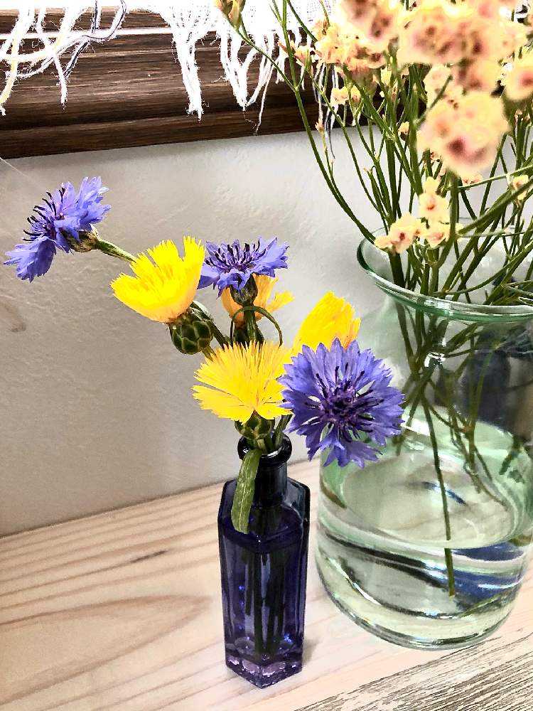 私感 イエローサルタンの栽培メモ Greensnap グリーンスナップ