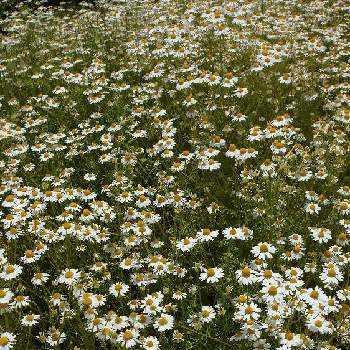 カミツレ カモミール の投稿画像一覧 Greensnap グリーンスナップ