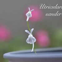 ウサギゴケ うさぎ苔 の育て方 日当たりや水やりの加減は Greensnap グリーンスナップ