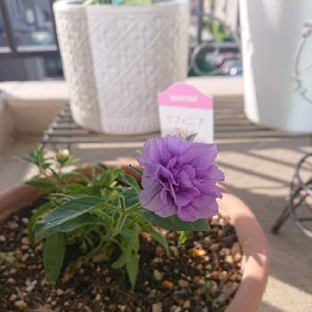 ナフコの投稿画像一覧 Greensnap グリーンスナップ