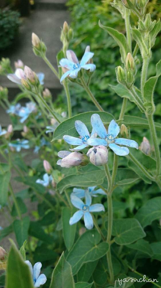 ブルースター の投稿画像 By Yasuchanさん 季節を楽しむと植物のある暮らしとオキシペタラム と青い花と季節 を感じる暮らしと瑠璃唐綿と和風の庭と花のある暮らしと小さな庭とブルースター と季節を楽しむと植物のある暮らしとオキシペタラム と青い花と季節を感じる