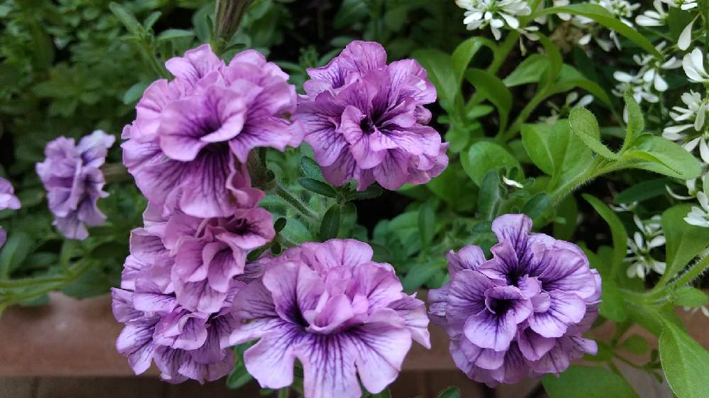 八重咲きペチュニアの投稿画像 By ラブローズさん 紫色の花とおうち園芸とむらさきの花とお花とお花好き 21月5月26日 Greensnap グリーンスナップ