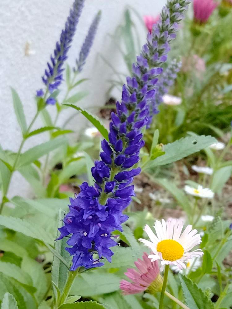 ベロニカ の投稿画像 By ベビーブルーさん 植物の可能性とブルーと癒しと花のある暮らしと青い花マニアとチーム ブルーno 111とチーム ブルー 21月5月26日 Greensnap グリーンスナップ