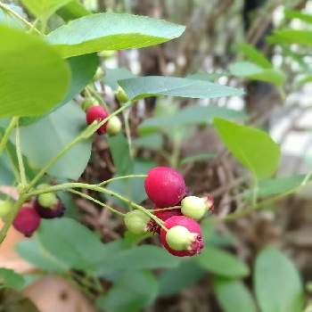 鉢植えジューンベリーの投稿画像一覧 Greensnap グリーンスナップ