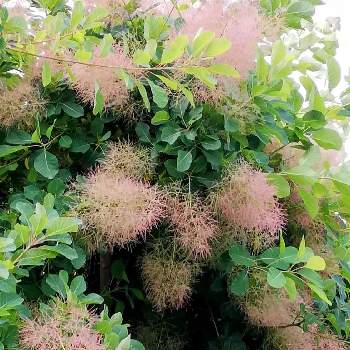 ハグマノキの投稿画像一覧 Greensnap グリーンスナップ