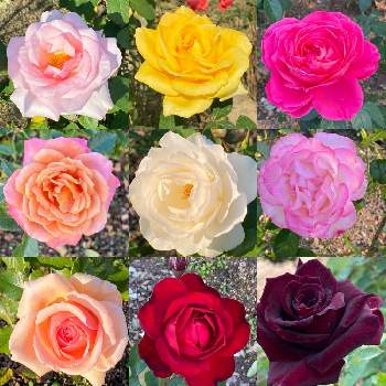 黒薔薇の投稿画像一覧 Greensnap グリーンスナップ