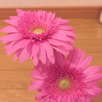 ラッキーな出会いの画像 by ヒロさん | キッチンとお花で幸せ気分♡とリラックスタイム♬.*ﾟとお花でセラピーとお花で気持ちアップ❣️とおうち園芸とお花で元気に〜と幸運のおすそ分けと花のある暮らしとラッキーな出会いとお花に囲まれて