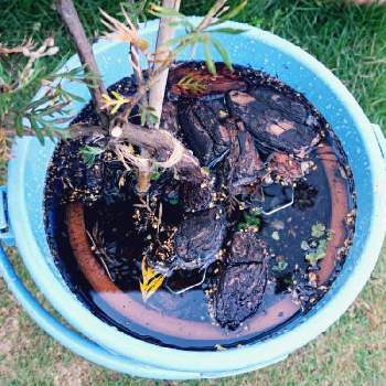 コガネムシの幼虫対策の投稿画像一覧 Greensnap グリーンスナップ