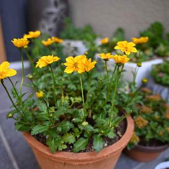 ビデンスjujuの投稿画像一覧 Greensnap グリーンスナップ