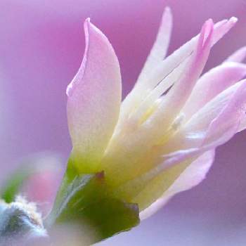 デンマークカクタスの花の画像 by ふぅぅぅさん | デンマークカクタス(シャコバサボテン)とデンマークカクタスの花と季節外れ！？と美しいとシャコバサボテンの花と小さな小さな庭と花のある暮らし