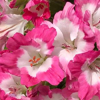 ゴデチヤの花たちの画像 by りすさん | ご近所とゴデチヤの花たち