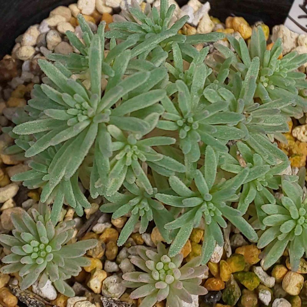 パリダム30カット苗 セダム 多肉植物 眠い