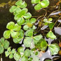 ウォータークローバーの育て方 水の管理方法は 肥料の与え方は Greensnap グリーンスナップ