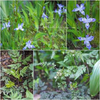 アンスリスクス ラベンスウィングの投稿画像一覧 Greensnap グリーンスナップ