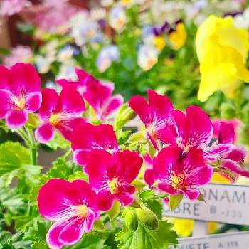 花での癒しの画像 by モモさん | バルコニー/ベランダとペラルゴニウムグランパッソプラスと花での癒しと可愛いなとお花大好きとピンクのお花とガーデニングと花のある暮らしと我が家の花