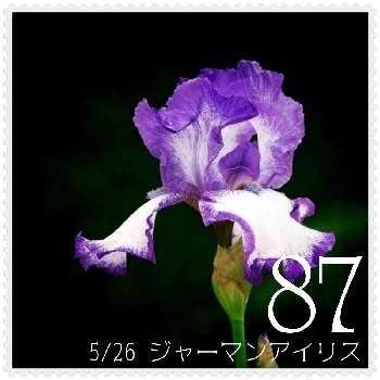 黝のアイリス図鑑の投稿画像一覧 Greensnap グリーンスナップ