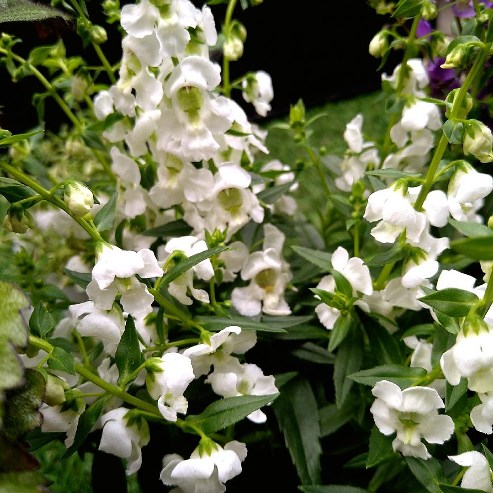 アンゲロニア セレニータの投稿画像 By Ohanekorockさん 21月5月26日 Greensnap グリーンスナップ