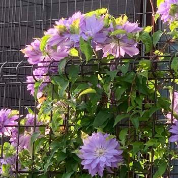 他所様のお庭の画像 by しろはな・yさん | 紫色の花と他所様のお庭